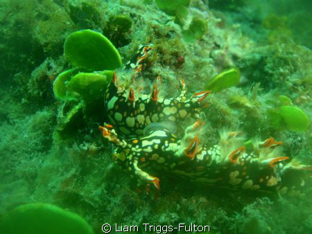 Two Nudibranch's mating, Found these two at the end of th... by Liam Triggs-Fulton 