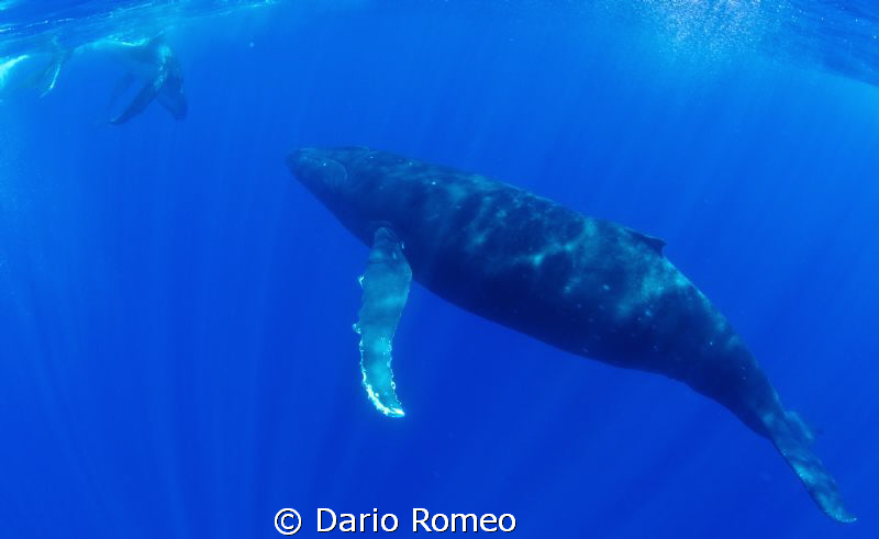 Humpback whale watching her baby by Dario Romeo 