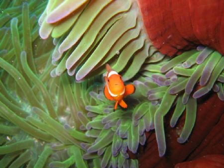 Smile! Photo of a clown fish taken in Anilao, Philippines... by Gerard John Paras 