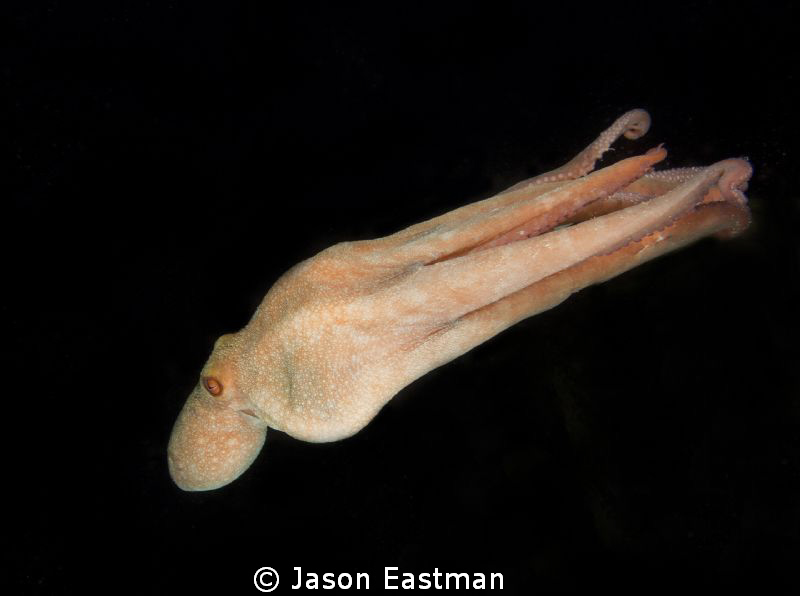 'In Flight'
A Caribbean Reef Octopus dropping down a min... by Jason Eastman 