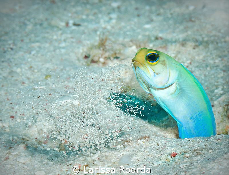 Yellow-headed Jawfish cleaning his home.  Caught him spit... by Larissa Roorda 