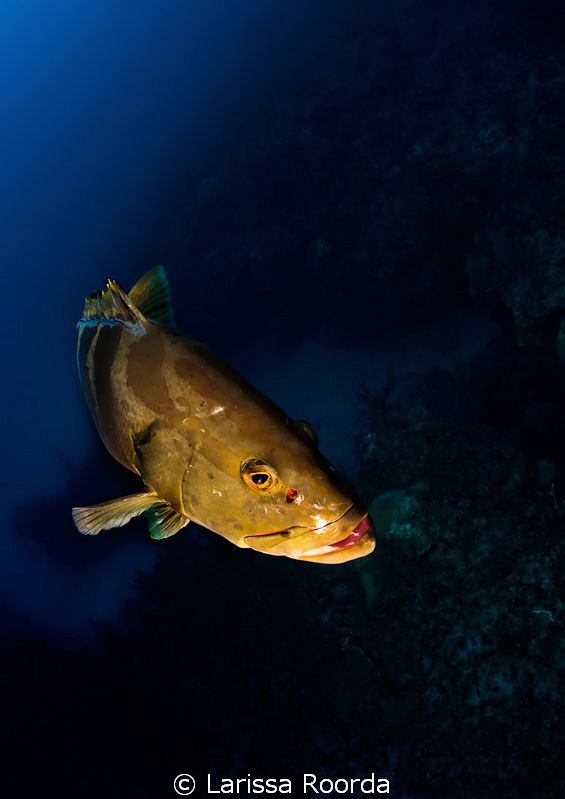 Hanging out with a friendly Nassau Grouper in Little Cayman. by Larissa Roorda 