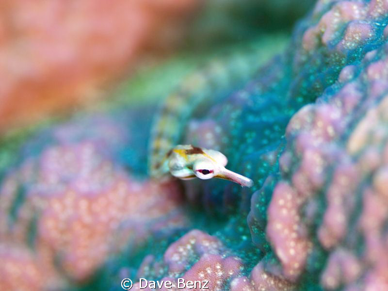 Small sea needle by Dave Benz 