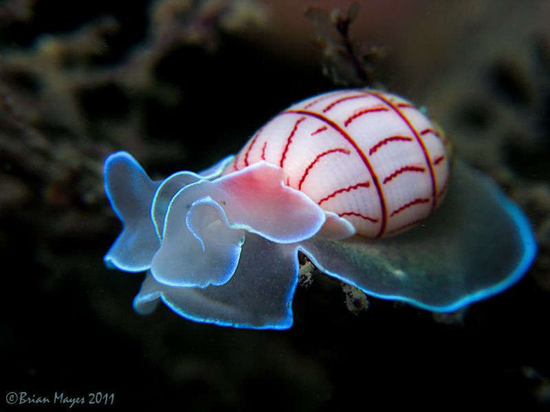 Opisthobranch (Bullina lineata) at Fly Point, Nelson Bay. by Brian Mayes 