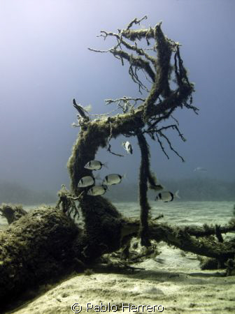 underwater tree by Pablo Herrero 