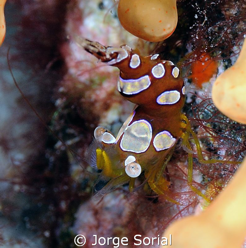 Squat shrimp with its flamenco dancing dress... by Jorge Sorial 