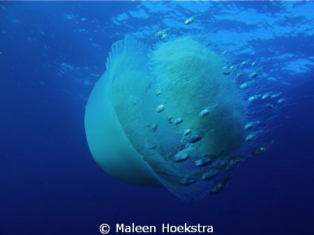 Jelly fish by Maleen Hoekstra 