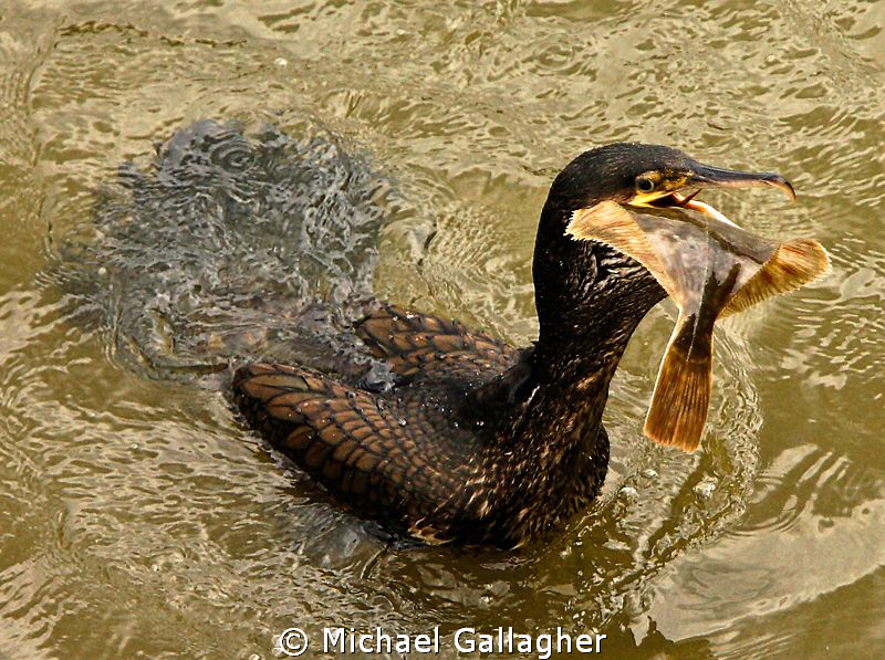 Lunch!! Cormorant with a freshly caught flounder on the R... by Michael Gallagher 