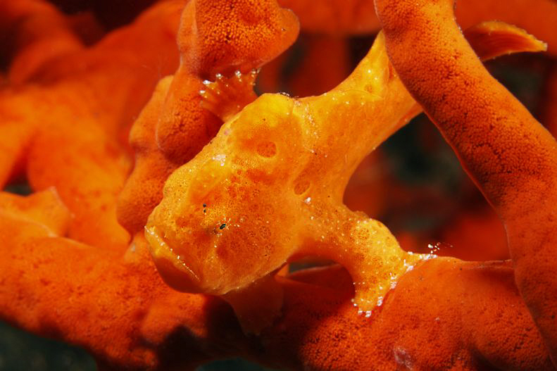 WARTY

Baby Warty frogfish (Clown frogfish) baby - Ante... by Jörg Menge 