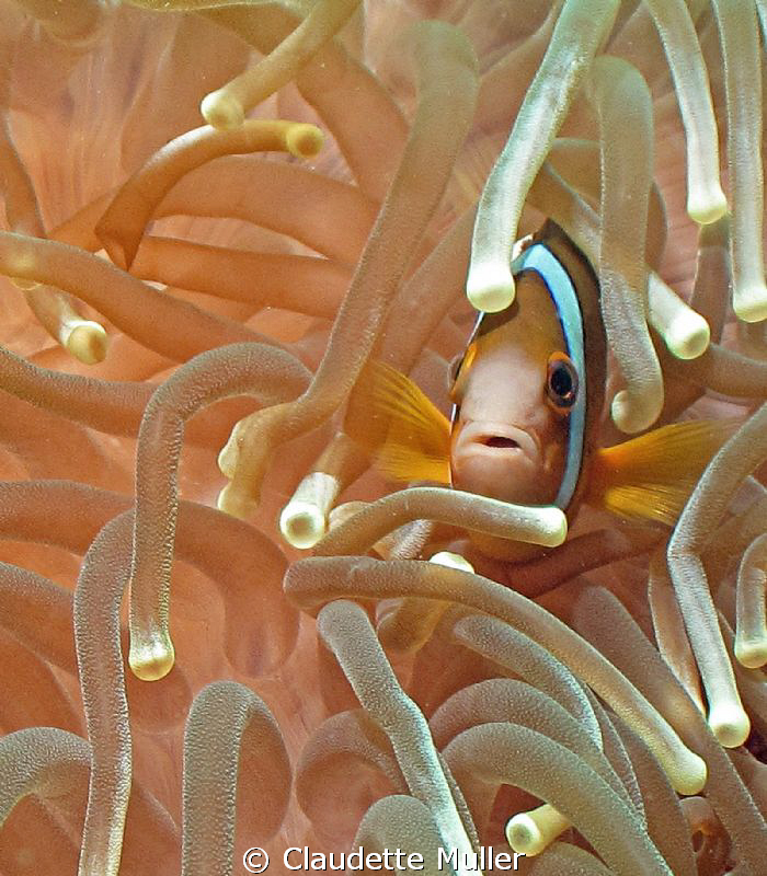 I can never get enough of these "clownfish". They are so ... by Claudette Muller 