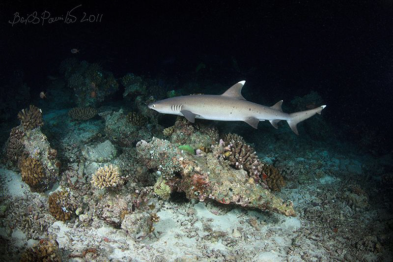 White Tip Reef Shark at Night
/ Maaya Thila - North Ari ... by Boris Pamikov 