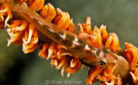 Whip Goby
Nikon F90X with 105mm Macro lens and +2diopter... by Brian Welman 