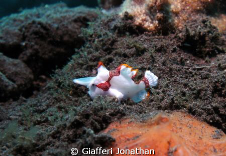 Poisson-crapaud - Clown-Frogfish
Antennarius maculatus
... by Giafferi Jonathan 