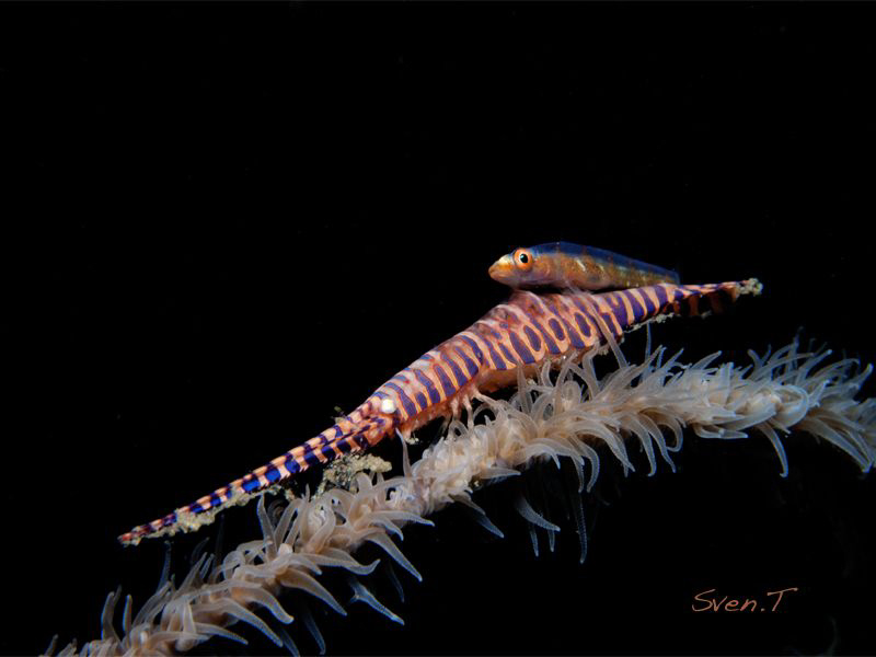Riding goby.... by Sven Tramaux 