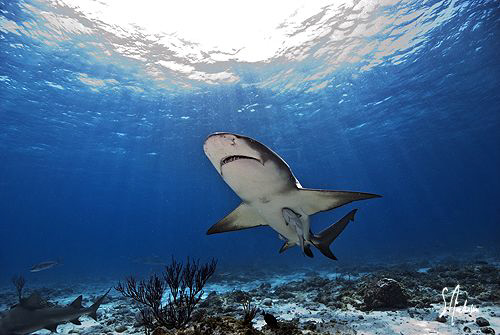 The light of the sun beams lead this Lemon Shark to our b... by Steven Anderson 