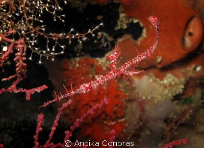 Red Ghost Pipe in camuflated. Maitara Island - North Molu... by Andika Conoras 