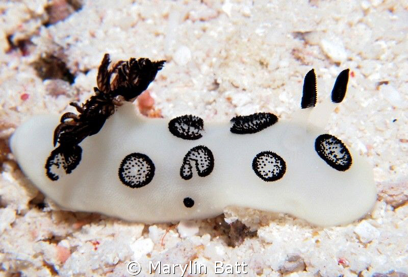 Found this black and white nudi crawling across white san... by Marylin Batt 