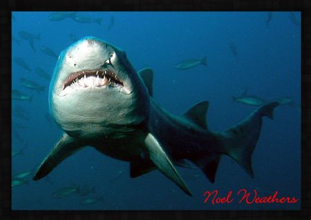 Sandtigger Shark: Front View: Taken off the coast of More... by Noel Weathers 