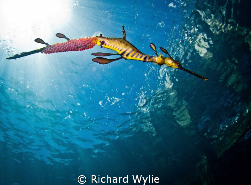 Just for a different angle on most of the weedy seadragon... by Richard Wylie 