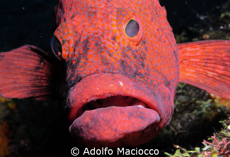 Coral grouper close-up by Adolfo Maciocco 