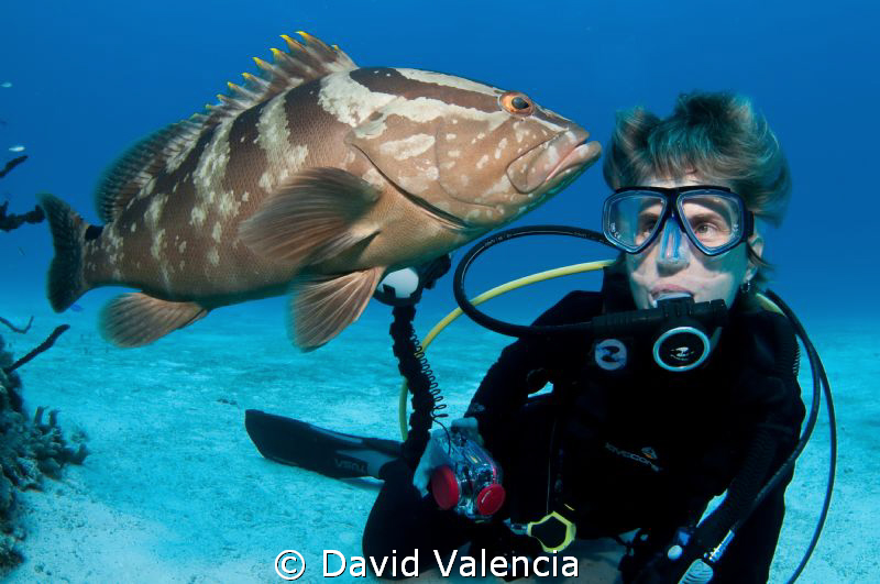 A friendly Nassau Grouper and diver. The grouper enjoyed ... by David Valencia 