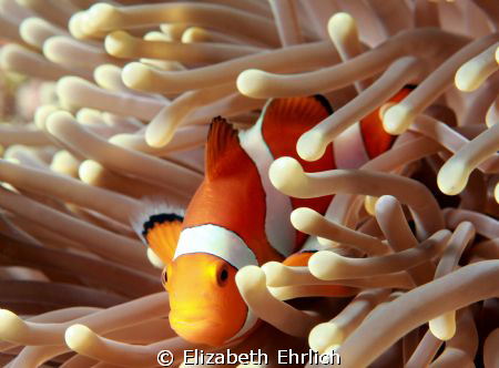 Clownfish by Elizabeth Ehrlich 