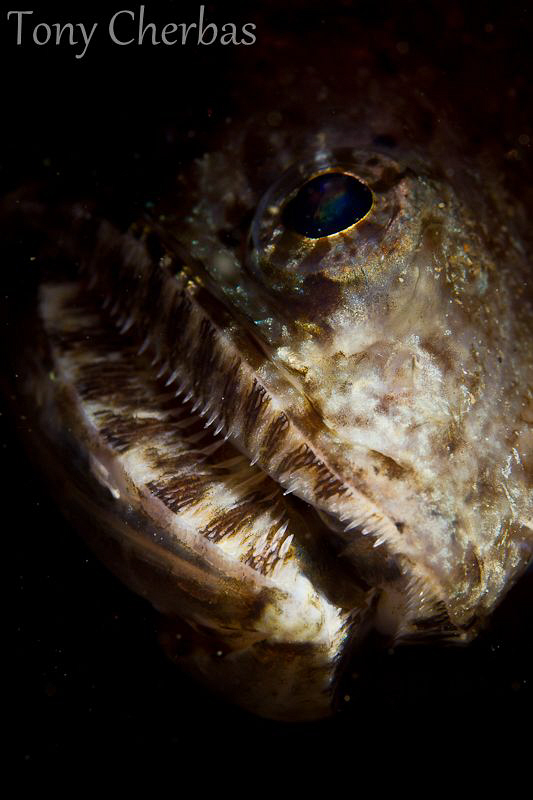 Portrait of a very large Lizard Fish: Anilao, PI by Tony Cherbas 