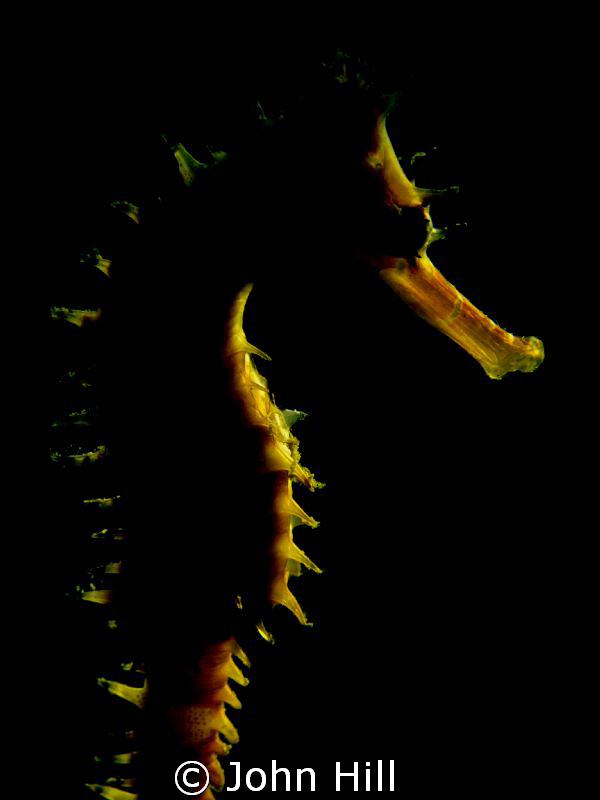 A red and white Thorny Seahorse with soft lighting from m... by John Hill 