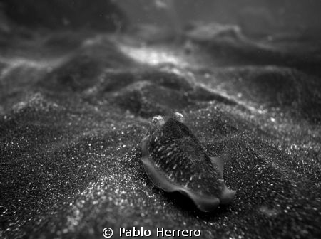 cuttlefish in Black and White, fantastic movement at the ... by Pablo Herrero 