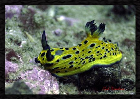 NUDIBRANCH: Take off the coast of Morehead City, N.C. on ... by Noel Weathers 