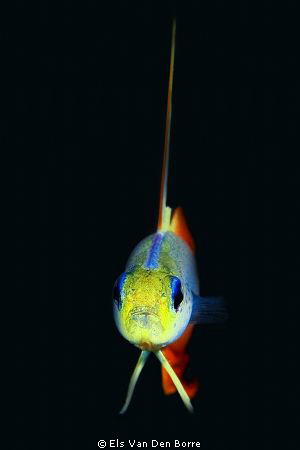 Firefish by Els Van Den Borre 