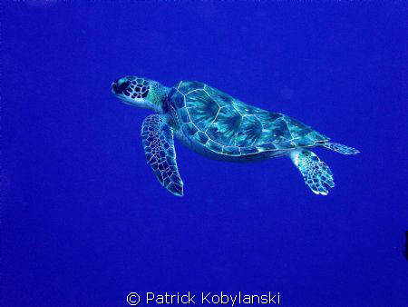 I'll never get tired of turtles... by Patrick Kobylanski 
