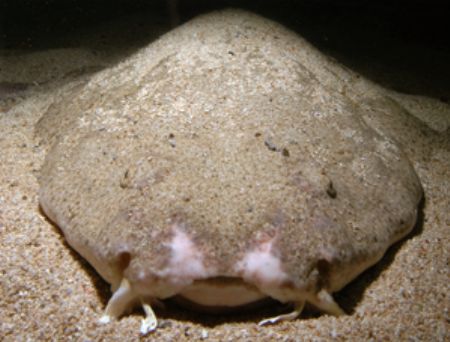 Angel Shark. Lies in wait for unsuspecting prey. Housed N... by Grant Kennedy 