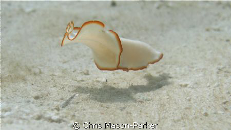 Flatworm swimming across the sand. by Chris Mason-Parker 
