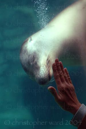 Long Beach, CA. Long Beach Aquarium. by Christopher Ward 
