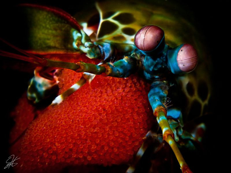 Mantis Shrimp with Egg Clutch by Stephen Holinski 