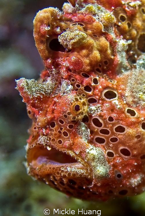ARGUE
Frogfish
Northeast Coast Taiwan by Mickle Huang 
