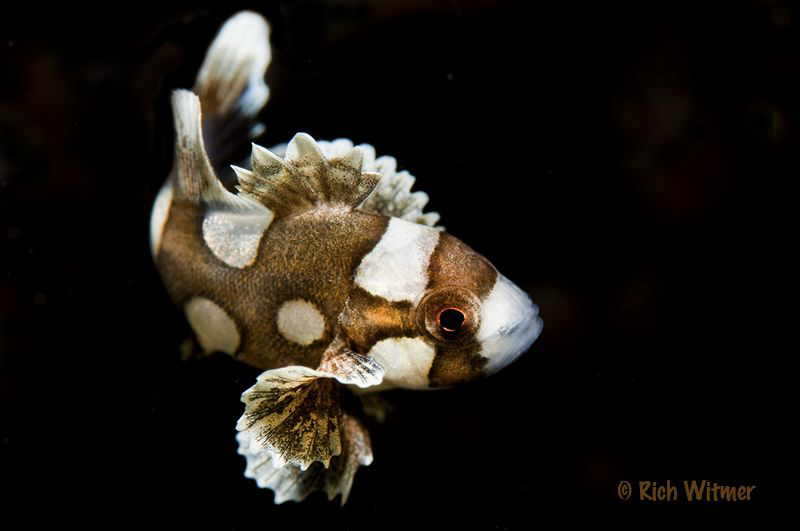 Juvenile Sweetlips.  105mm by Richard Witmer 