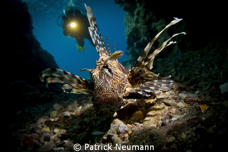 Snooted Lionfish in a cave with diver (my Dad :)) in the ... by Patrick Neumann 