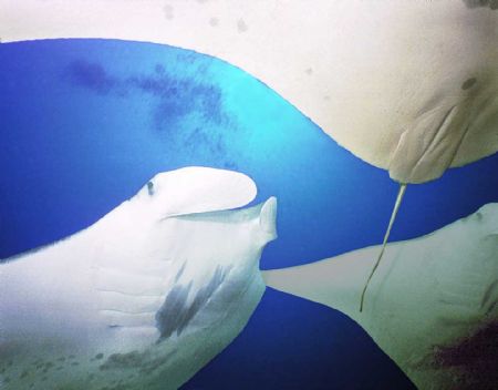 Triple Manta Rays taken at the deep cleaning station Mi'i... by Vince Matulewich 