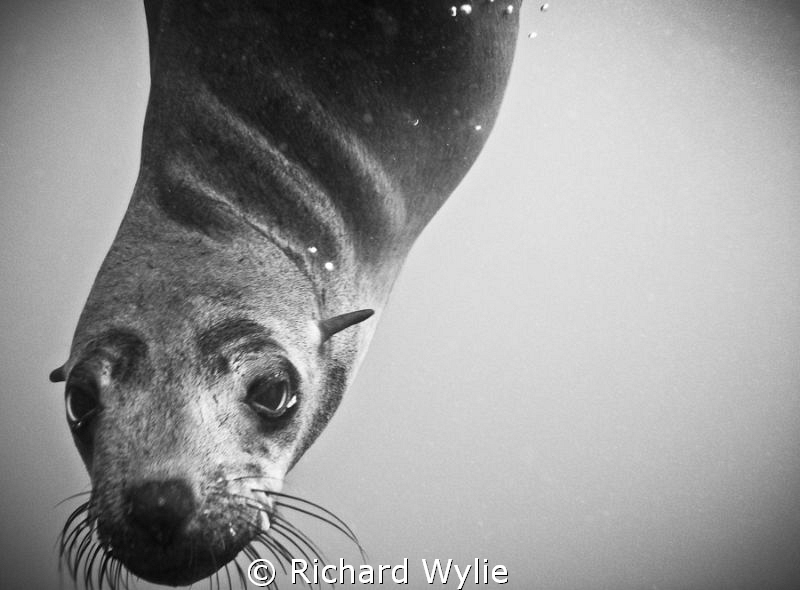 Australian Fur Seal in Port Phillip Bay. Incredibly inter... by Richard Wylie 