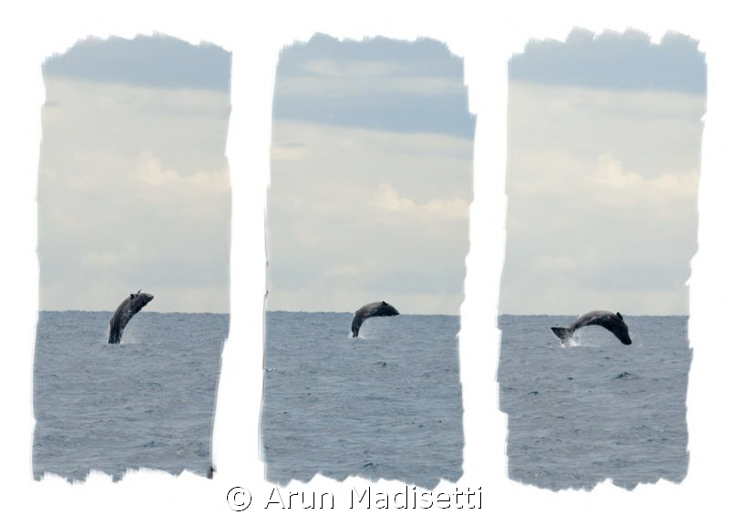 trying to fly. Sperm whale calf flexes its wings by Arun Madisetti 