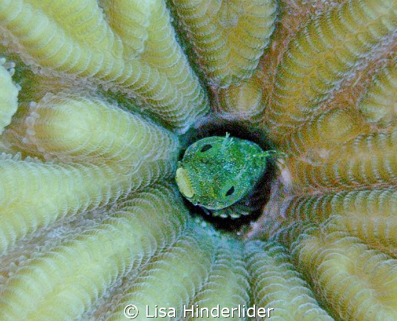 Blenny in his Brain coral home by Lisa Hinderlider 