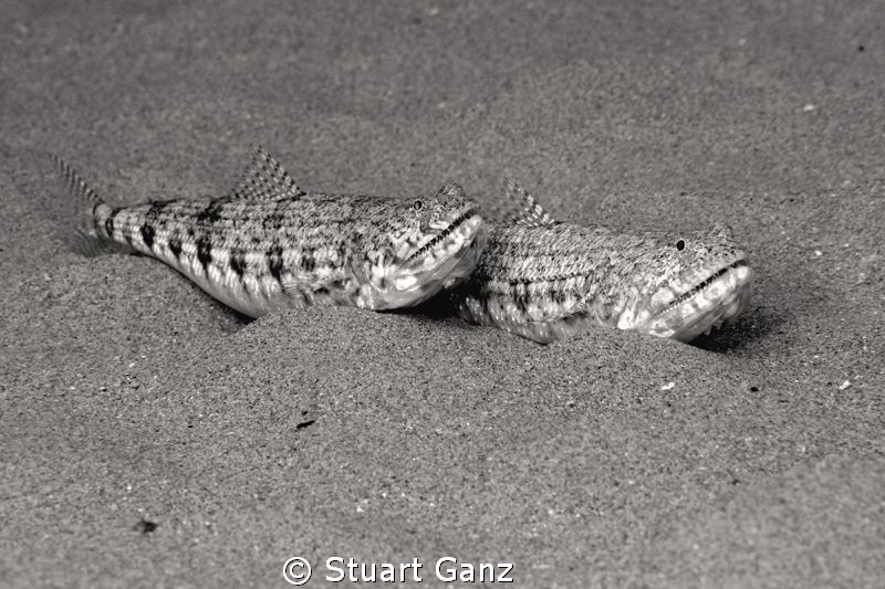 Pair of lizzard fish. Converted to BW in PSE8. by Stuart Ganz 