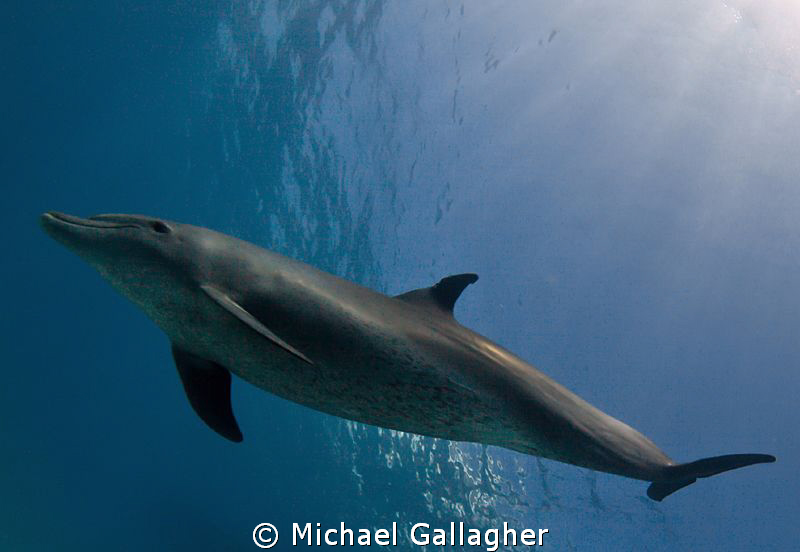 Indian Ocean Bottlenose Dolphin showing off the spots on ... by Michael Gallagher 