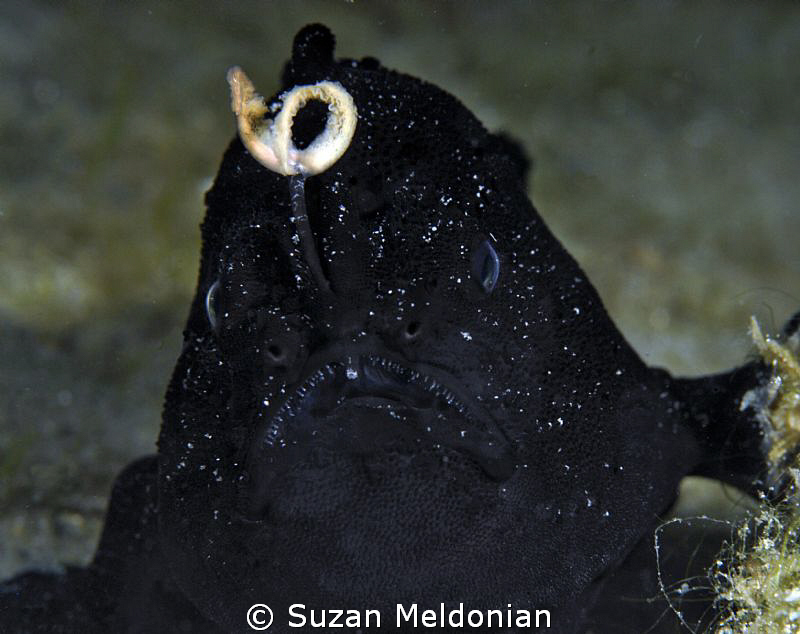 Black Frogfish by Suzan Meldonian 