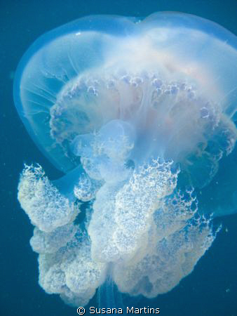 Jellyfish (Catostylus tagi) by Susana Martins 
