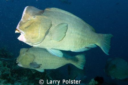 Bump head parrot fish were swarming, about 25 of them, no... by Larry Polster 