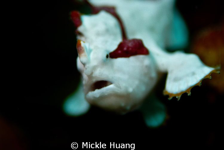 I CAN FLY !
Juvenile Frogfish
Northeast Coast Taiwan by Mickle Huang 