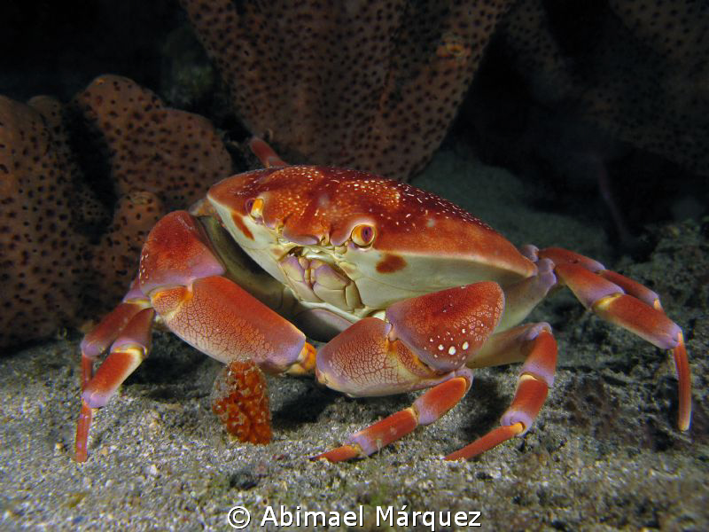 Batwing Coral Crab, nigth dive. by Abimael Márquez 
